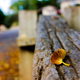 Illustration for article titled Shooting Challenge: Fall Leaves Gallery